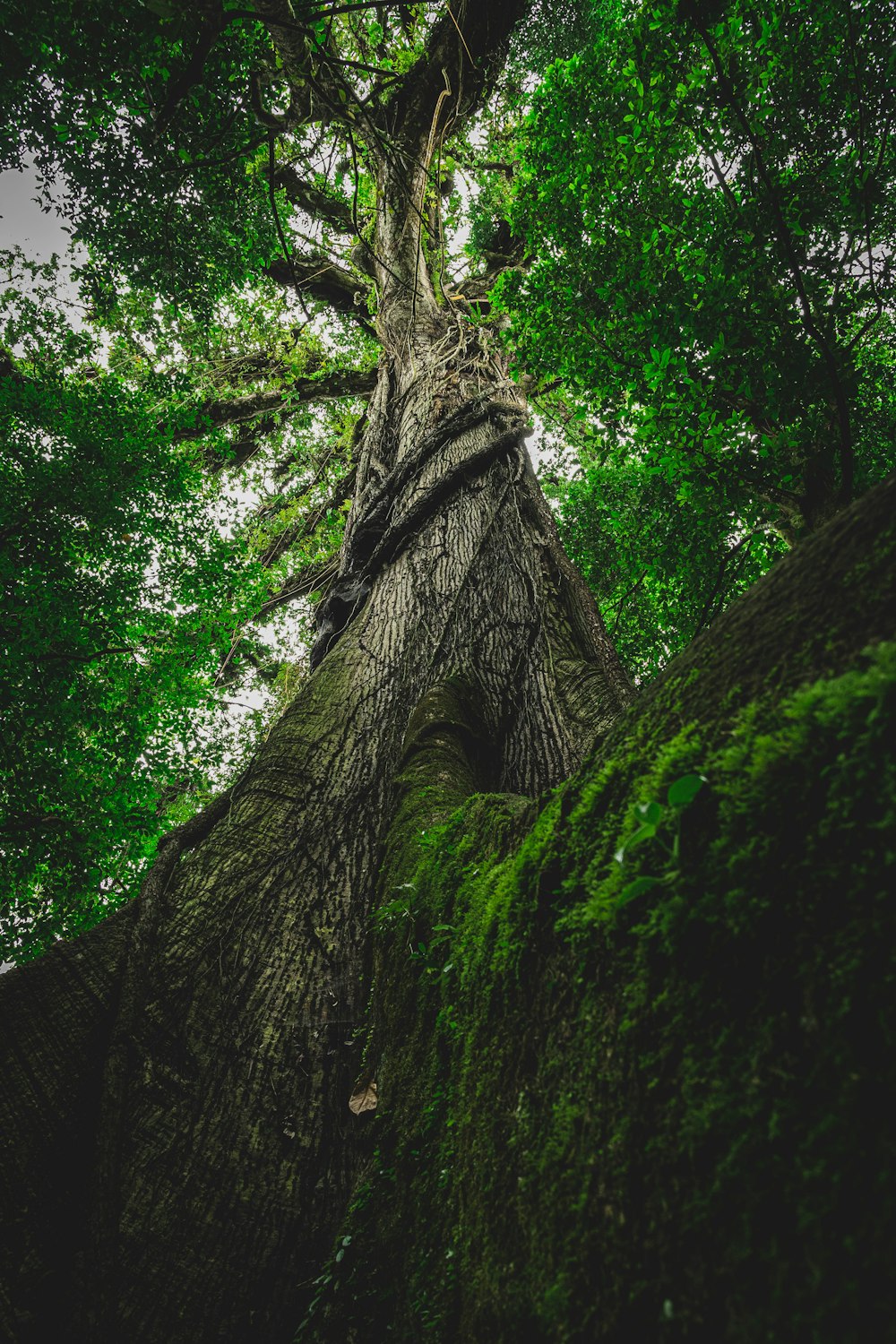 uma árvore grande com um tronco muito alto