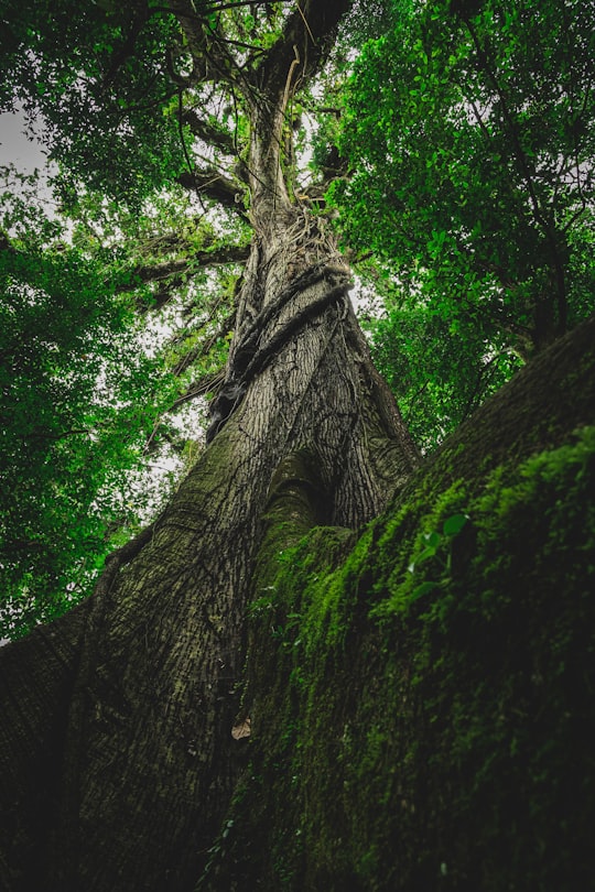 None in Arenal Costa Rica