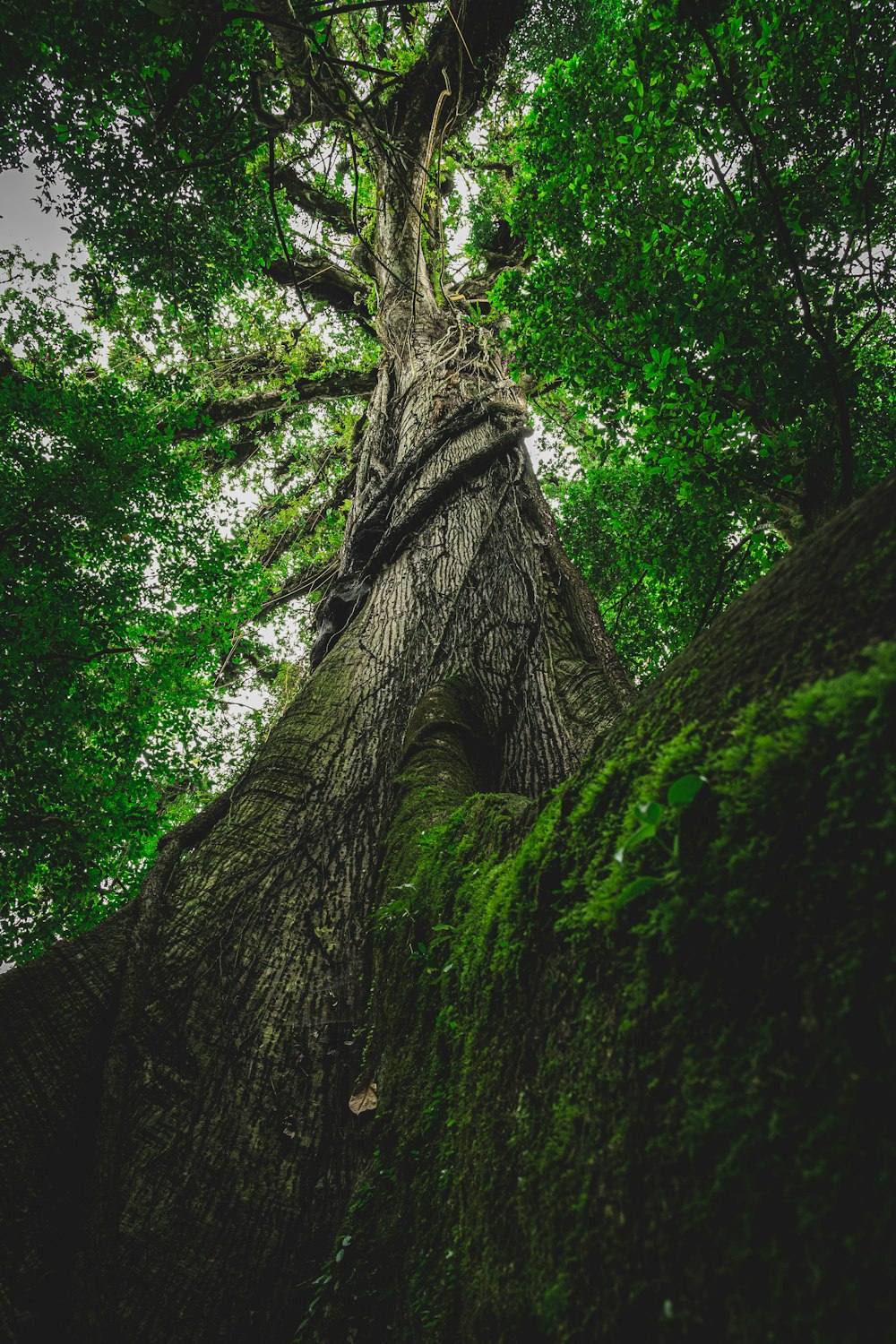 ein großer Baum mit einem sehr hohen Stamm