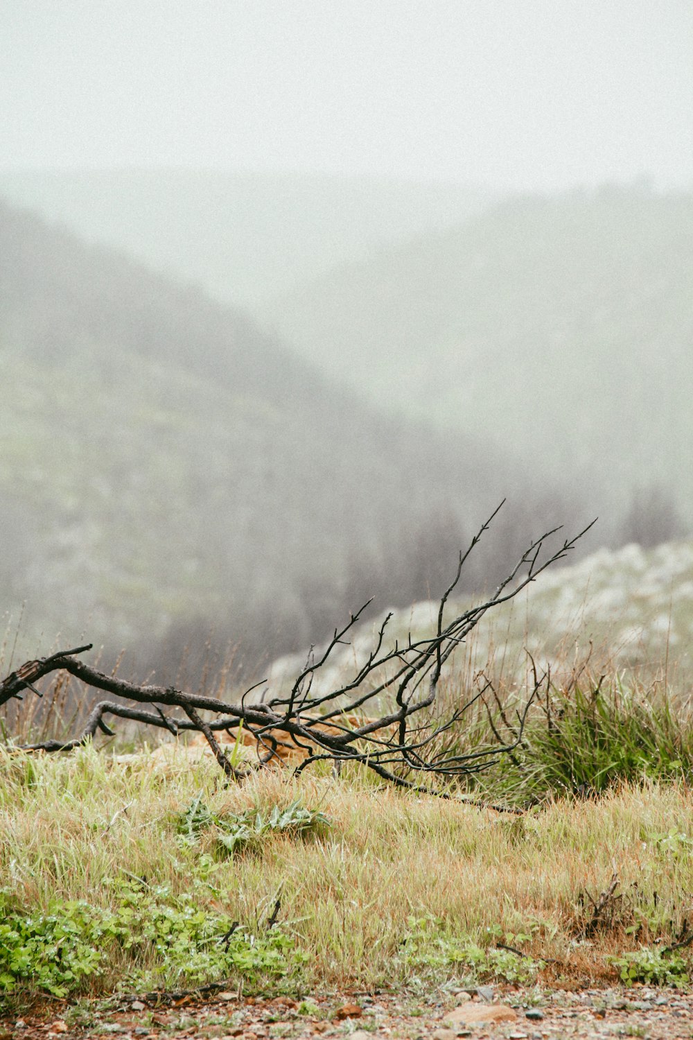 Árbol marrón sin hojas en campo de hierba verde