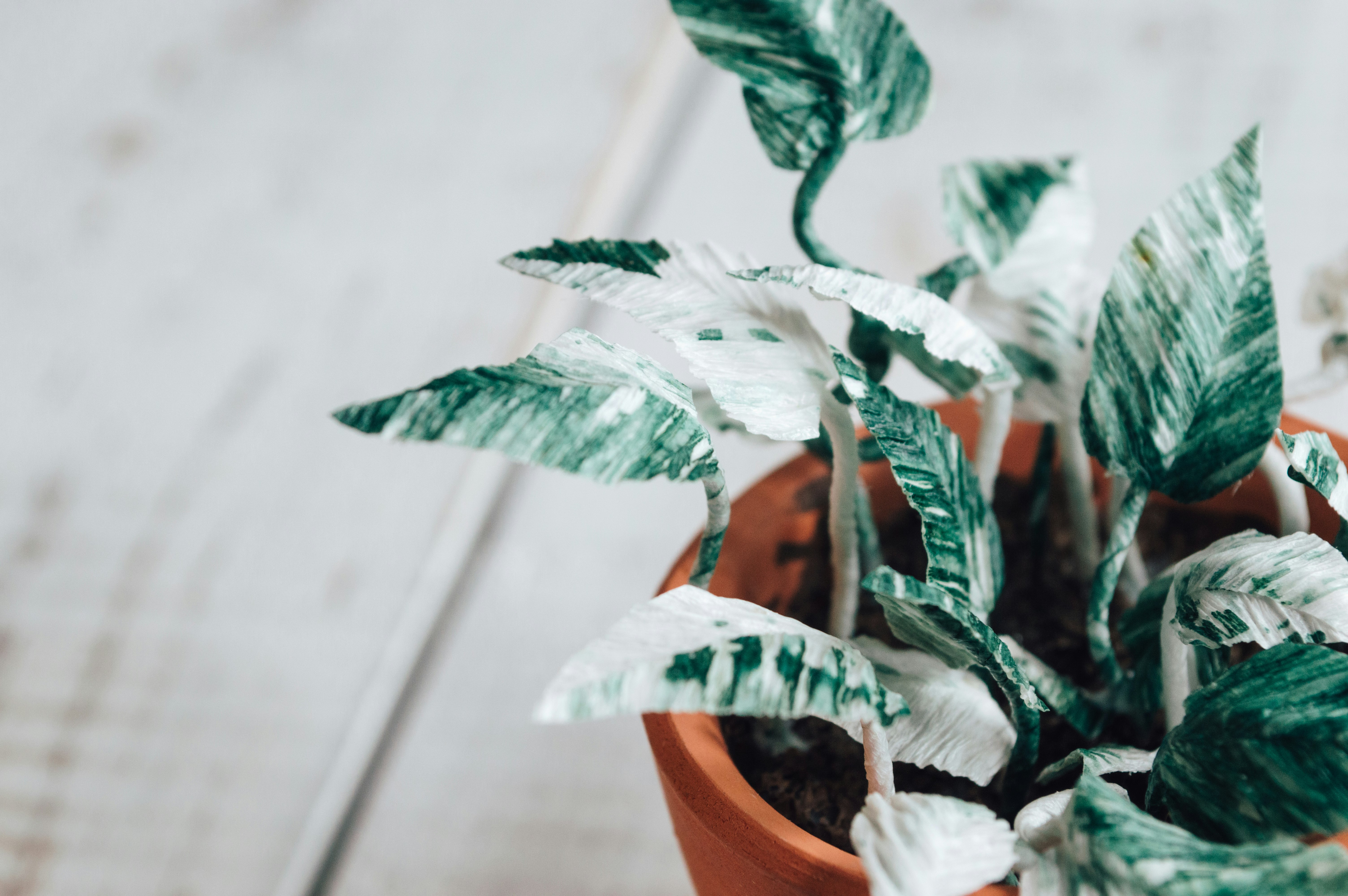 green plant on brown clay pot