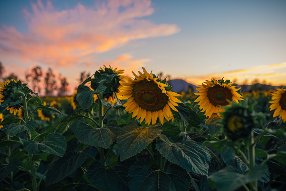 sunflower field under cloudy sky during daytime