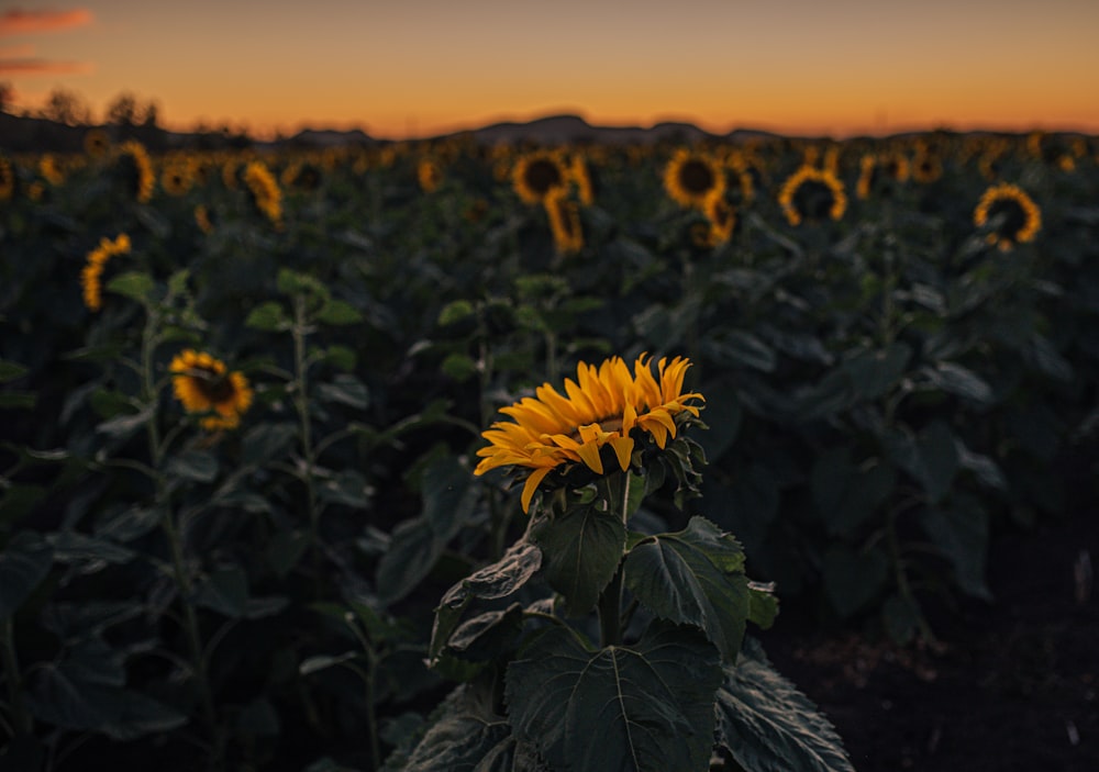 yellow sunflower in bloom during sunset