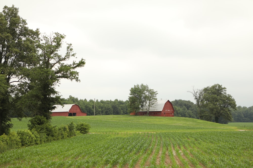 Red Barn In The Middle Of Green Grass Field Photo Free Outdoors