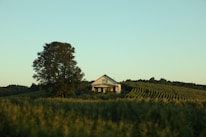 A solitary farmhouse surrounded by lush, green farmland and a large tree on the left side. The landscape is gently rolling, with rows of crops neatly lined up. The sky is clear and light blue, suggesting a peaceful, rural setting.