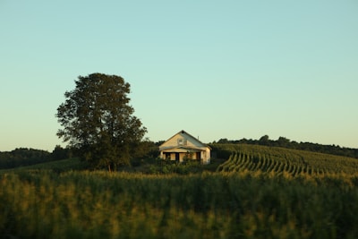 A solitary farmhouse surrounded by lush, green farmland and a large tree on the left side. The landscape is gently rolling, with rows of crops neatly lined up. The sky is clear and light blue, suggesting a peaceful, rural setting.