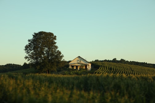 A solitary farmhouse surrounded by lush, green farmland and a large tree on the left side. The landscape is gently rolling, with rows of crops neatly lined up. The sky is clear and light blue, suggesting a peaceful, rural setting.