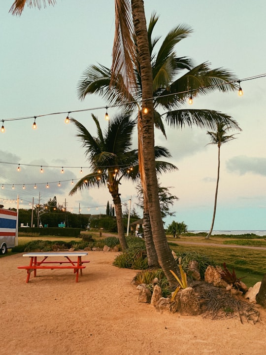 green palm tree near red bench on beach during daytime in Kauai United States