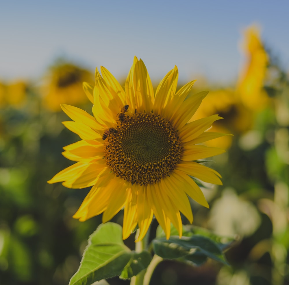 yellow sunflower in close up photography during daytime