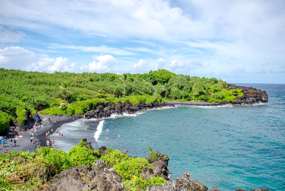 green trees on seashore during daytime