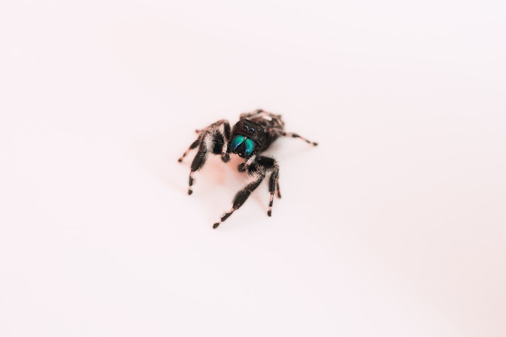 black and green spider on white surface
