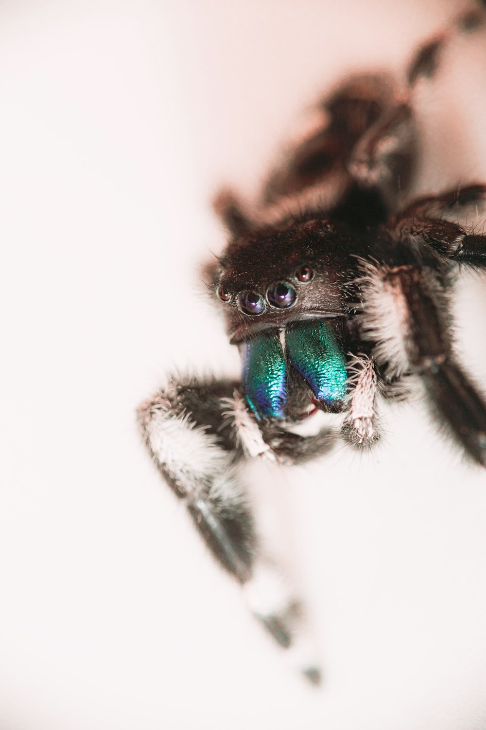 araña saltarina negra y verde