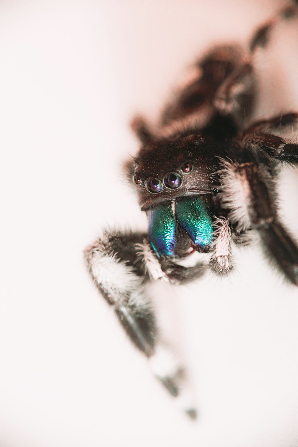 black and green jumping spider