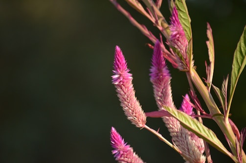 Close-up of a vibrant pink magenta accent on a dark mode digital marketing dashboard.