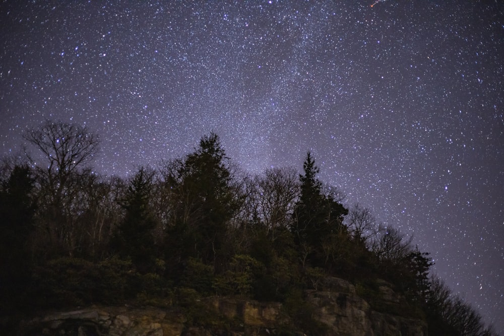 green trees under starry night