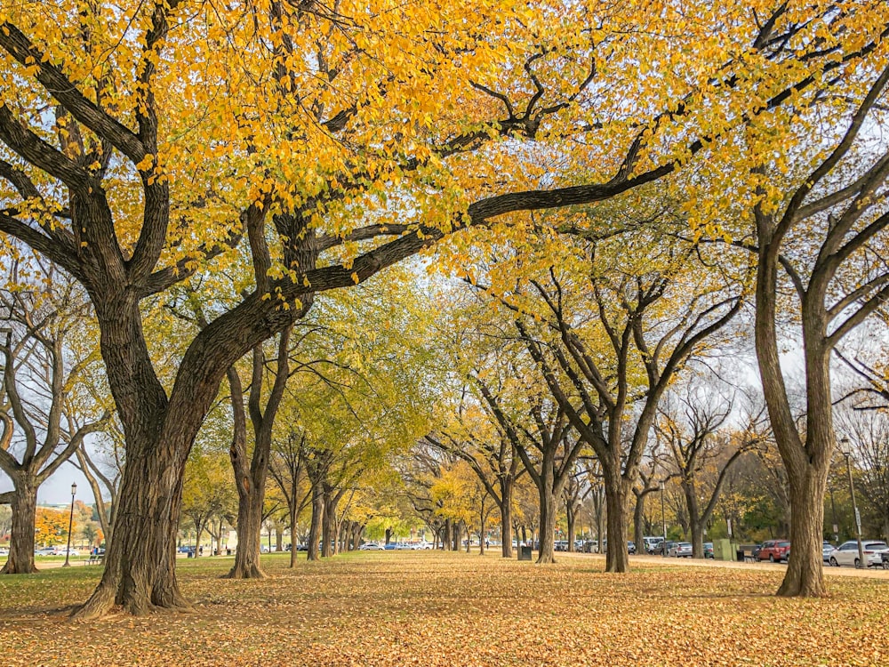 brown trees on brown field during daytime