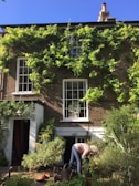 A person tends to a lush garden in front of a brick house with three large windows. Climbing plants cover part of the building, and various potted plants and shrubs create a vibrant green foreground. The sky above is clear and blue.