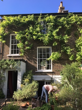 A person tends to a lush garden in front of a brick house with three large windows. Climbing plants cover part of the building, and various potted plants and shrubs create a vibrant green foreground. The sky above is clear and blue.