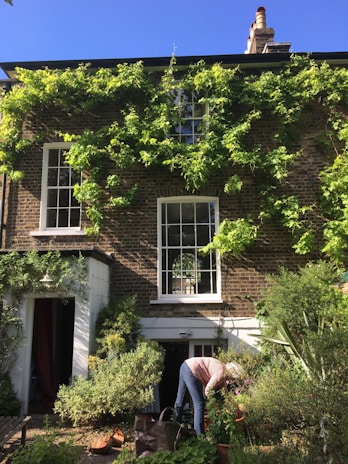 A person tends to a lush garden in front of a brick house with three large windows. Climbing plants cover part of the building, and various potted plants and shrubs create a vibrant green foreground. The sky above is clear and blue.