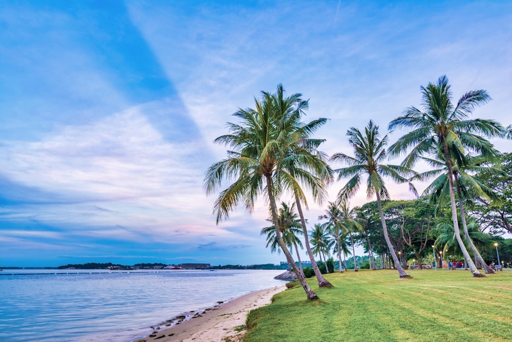 palm trees on seashore under blue sky during daytime