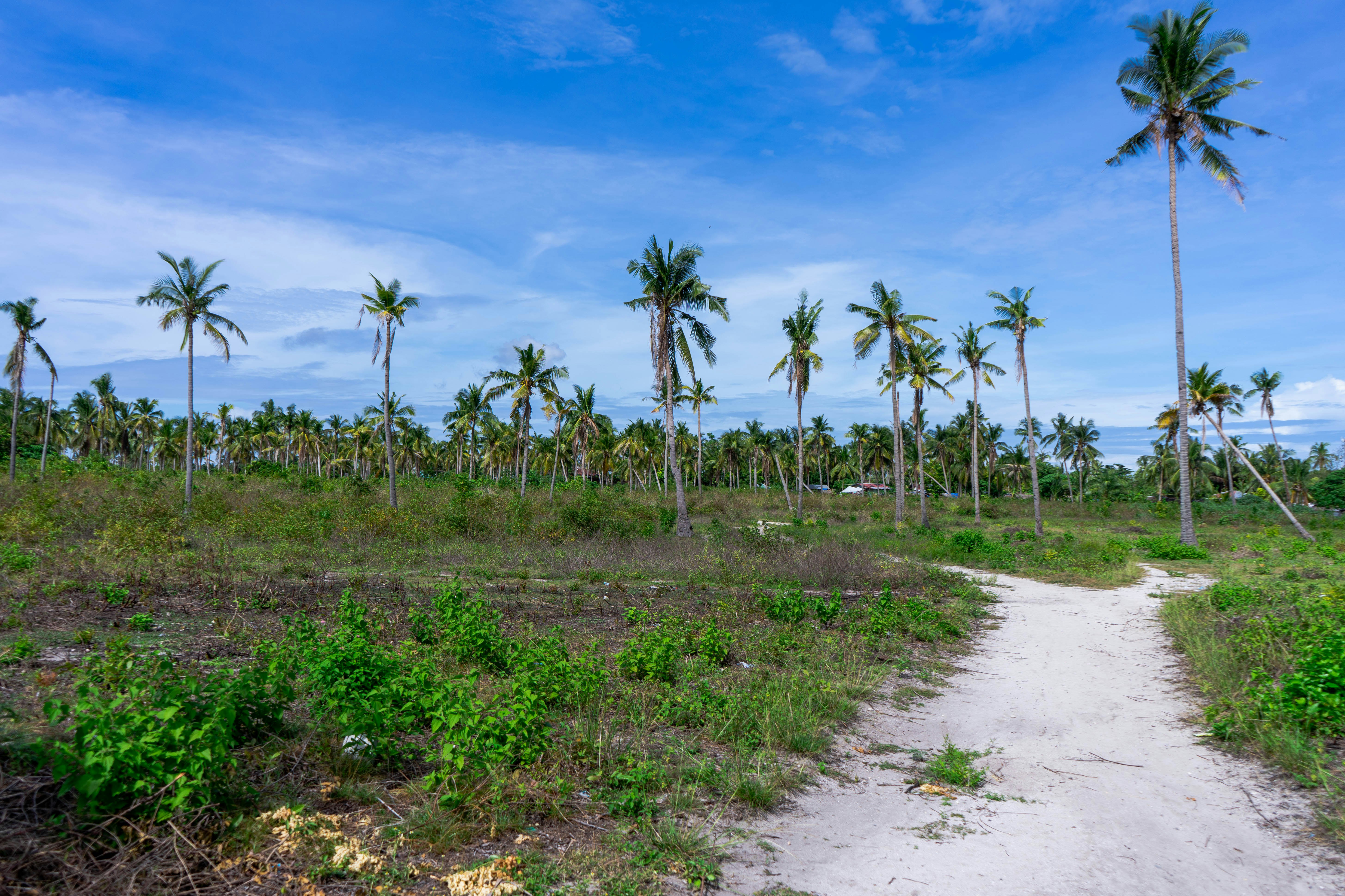 green coconut trees under blue sky during daytime