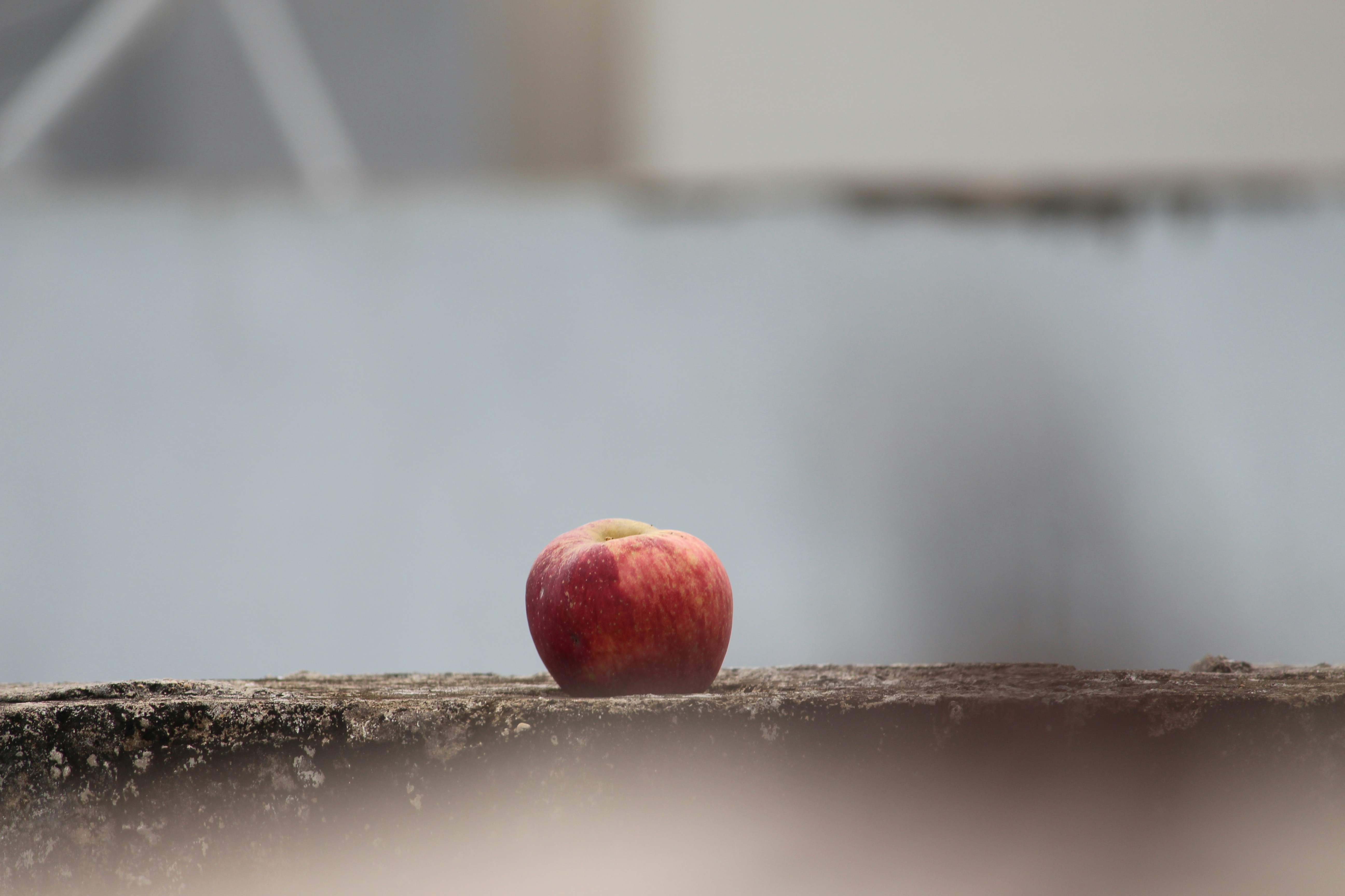 red apple fruit on brown wooden stick