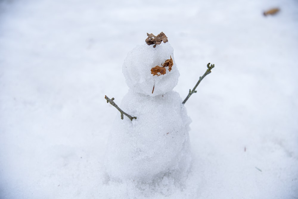 green plant covered with snow