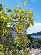 A vibrant mango orchard under clear blue skies with a scientist examining soil samples.