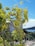 A lush mango tree with numerous mangoes hanging from its branches is in the foreground. Behind the tree, a white multi-story building is visible, and beyond that, a scenic view of a body of water and a distant hillside. The sky is clear and blue, contributing to a vibrant and serene atmosphere.