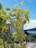 A lush mango tree with numerous mangoes hanging from its branches is in the foreground. Behind the tree, a white multi-story building is visible, and beyond that, a scenic view of a body of water and a distant hillside. The sky is clear and blue, contributing to a vibrant and serene atmosphere.