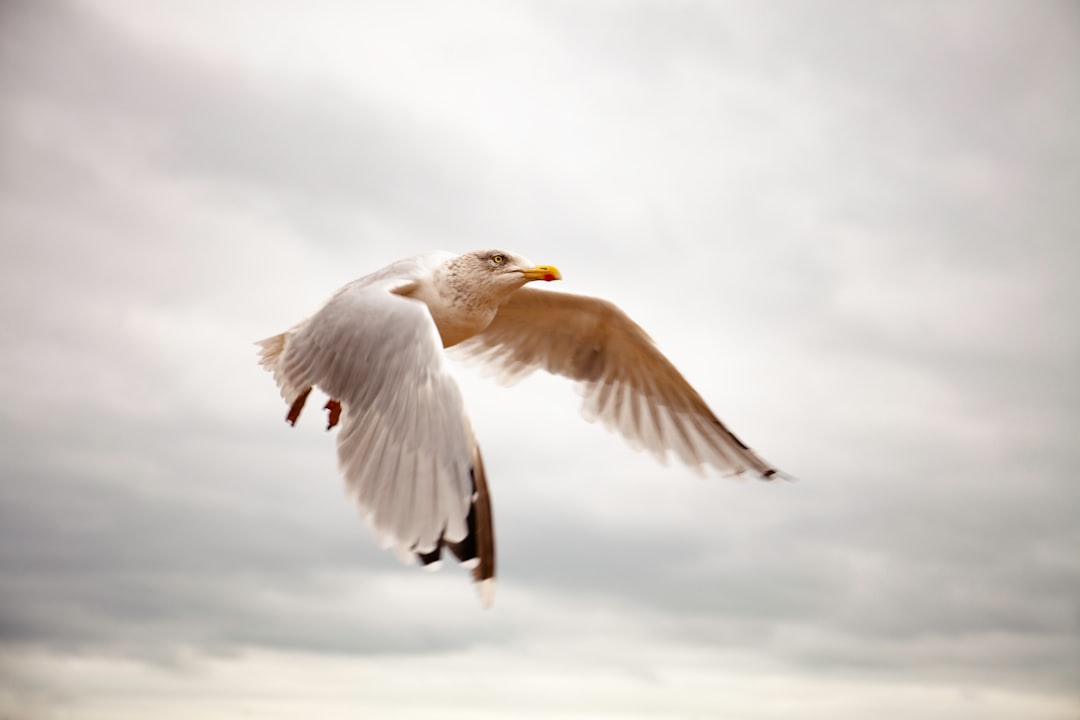 white bird flying during daytime