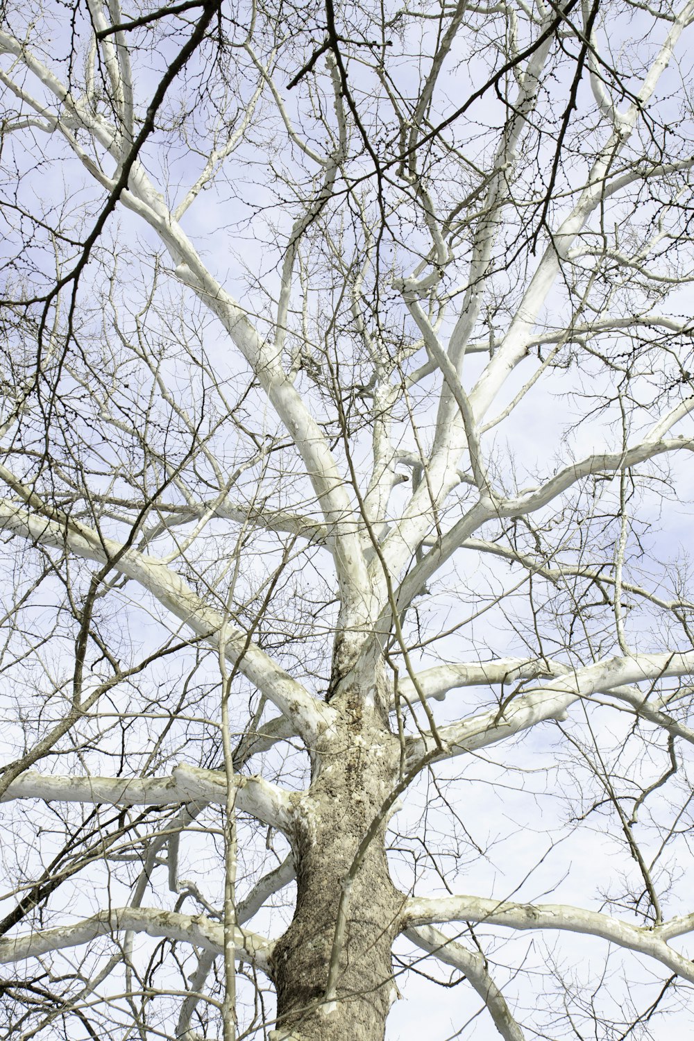 brown leafless tree under blue sky during daytime