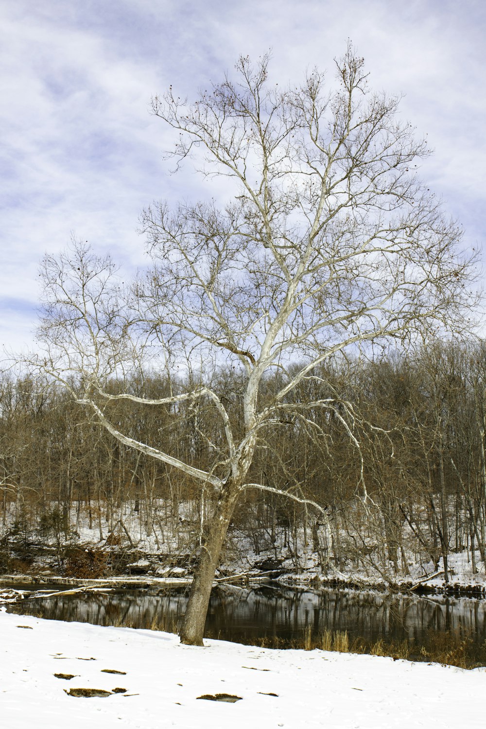 leafless trees on snow covered ground under cloudy sky during daytime