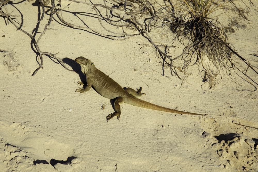 brown lizard on white sand during daytime