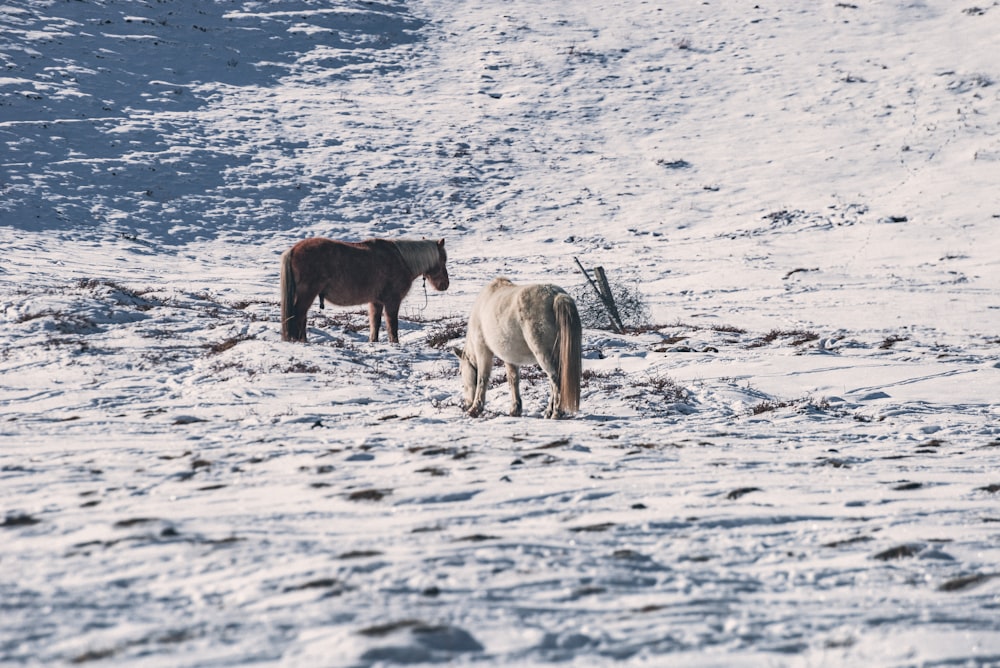 brown and white lion walking on snow covered ground during daytime