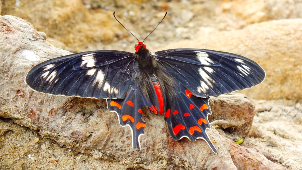 낮 동안 클로즈업 촬영에서 갈색 토양에 검은 흰색과 빨간색 나비
