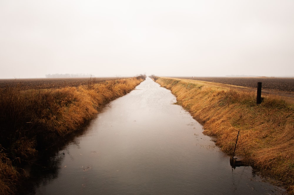 brown grass on water under white sky during daytime