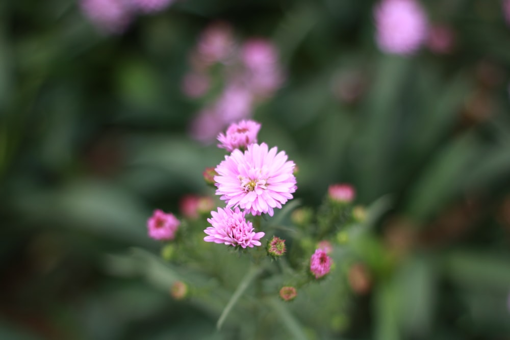 purple flower in tilt shift lens