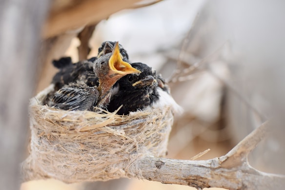 A nest made of twigs and fibers is perched on a branch, containing several hungry baby birds. One of the chicks is prominently visible with its beak wide open, seemingly calling for food. The surrounding environment appears to be blurred out, giving the image a soft and focused feel on the nest and chicks.