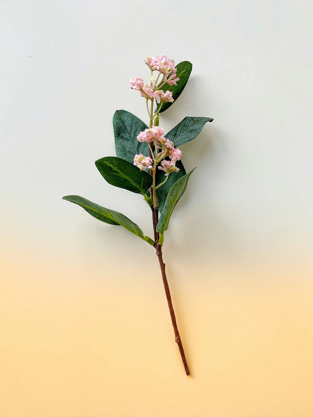 pink and white flowers with green leaves