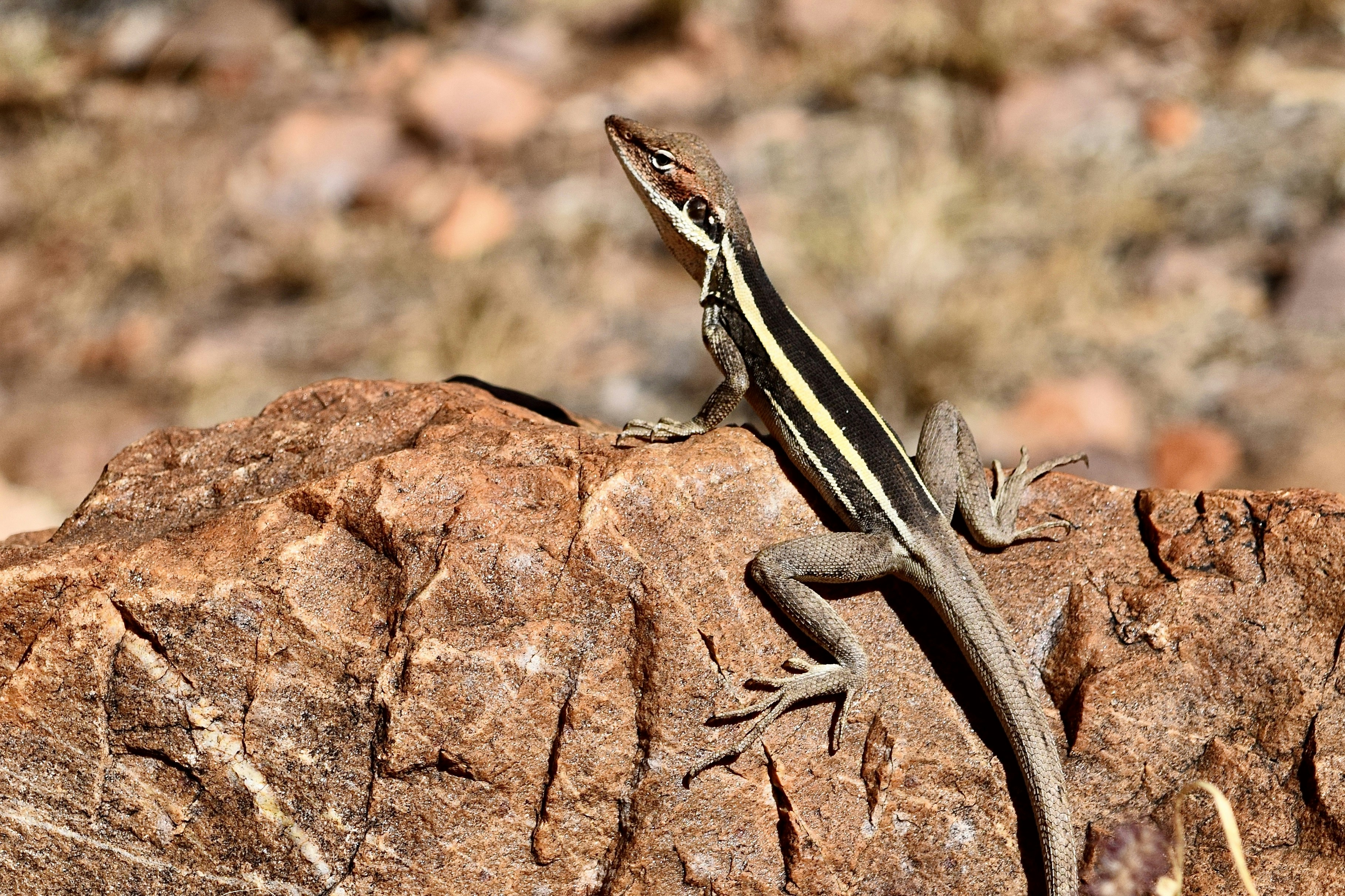 black and brown lizard on brown rock