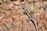 black and brown lizard on brown rock