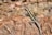 black and brown lizard on brown rock