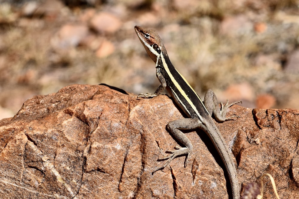 black and brown lizard on brown rock