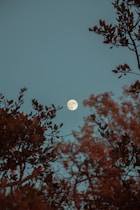 full moon over the trees