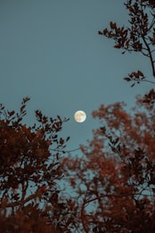 full moon over the trees