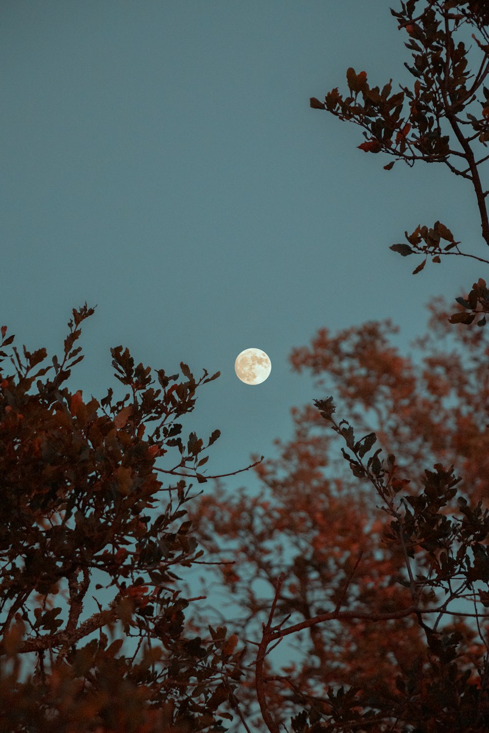 luna piena sugli alberi