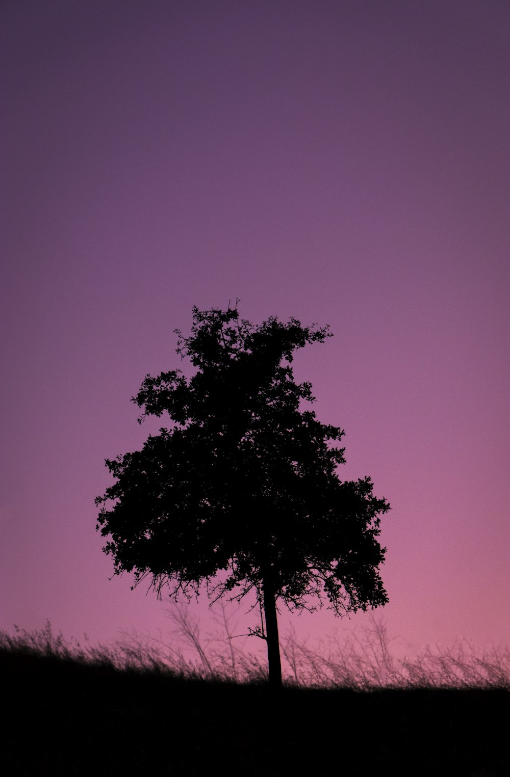 紫色の空の下で緑の木