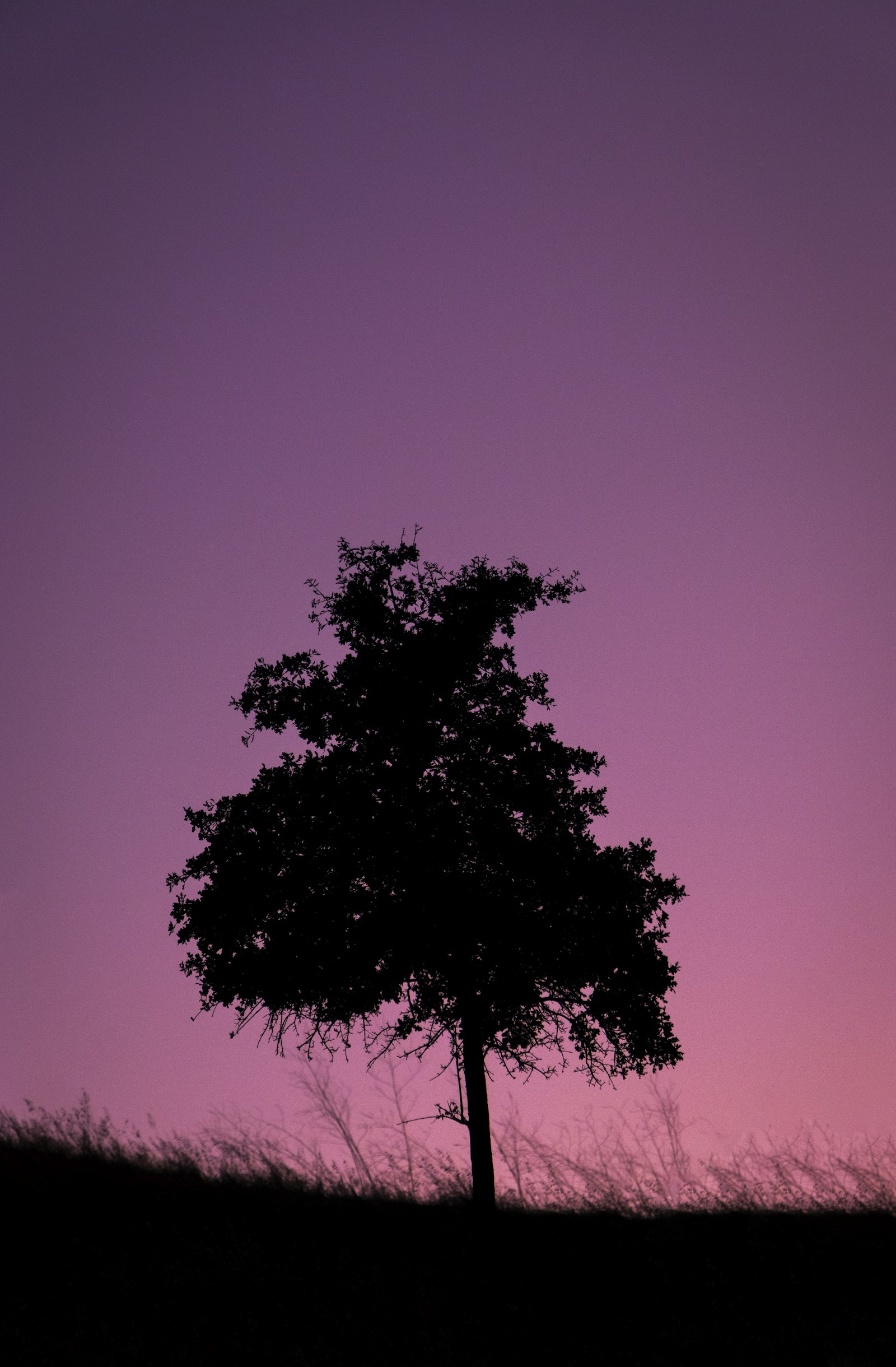 Canon EOS 800D (EOS Rebel T7i / EOS Kiss X9i) + Canon EF-S 18-135mm F3.5-5.6 IS USM sample photo. Green tree under purple photography