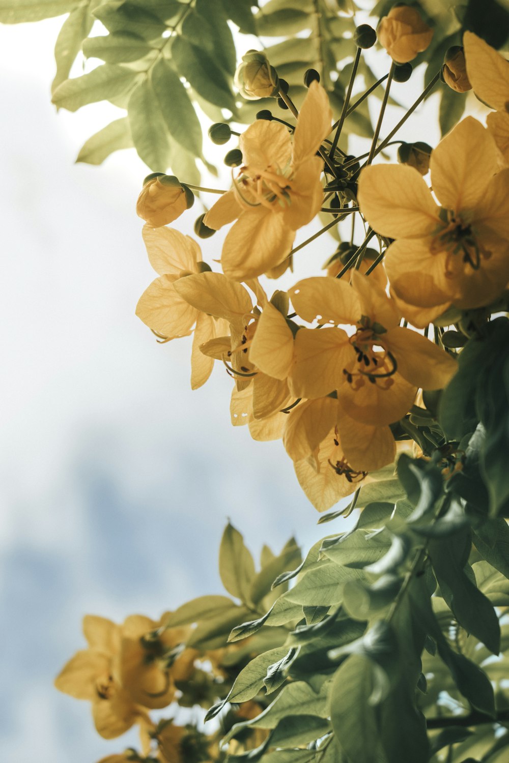 yellow flower in tilt shift lens